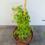 Brečtan popínavý (Hedera helix) ‘GLACIER’ - výška 20-30 cm, kont. C2L